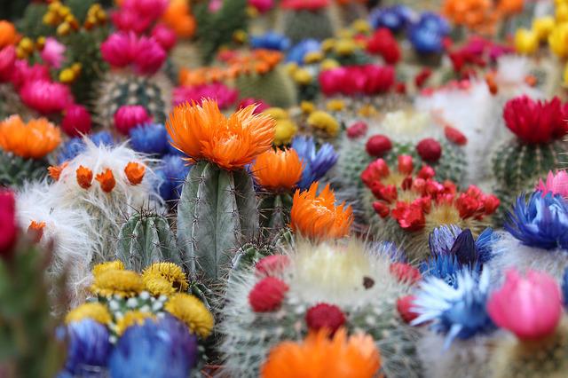 Pozvání na akci - Výstava kaktusů a sukulentů