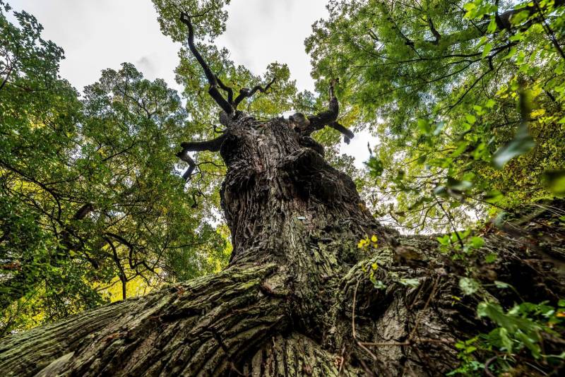 Hlasujte v anketě Evropský strom roku